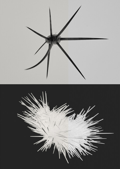 with ad: bureau kayser & floral designer: studio végété - © Maud Rémy-Lonvis