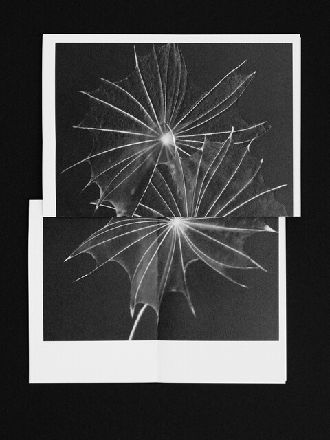 with ad: bureau kayser & floral designer: studio végété - © Maud Rémy-Lonvis