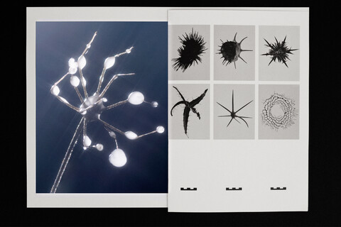 with ad: bureau kayser & floral designer: studio végété - © Maud Rémy-Lonvis