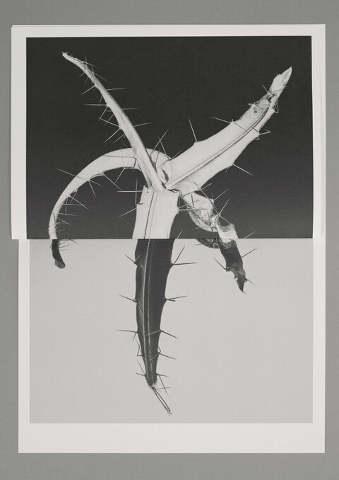 with ad: bureau kayser & floral designer: studio végété - © Maud Rémy-Lonvis