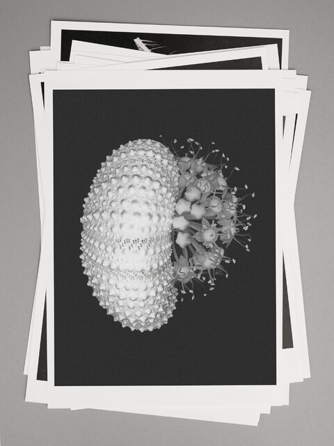 with ad: bureau kayser & floral designer: studio végété - © Maud Rémy-Lonvis