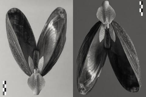 with ad: bureau kayser & floral designer: studio végété - © Maud Rémy-Lonvis