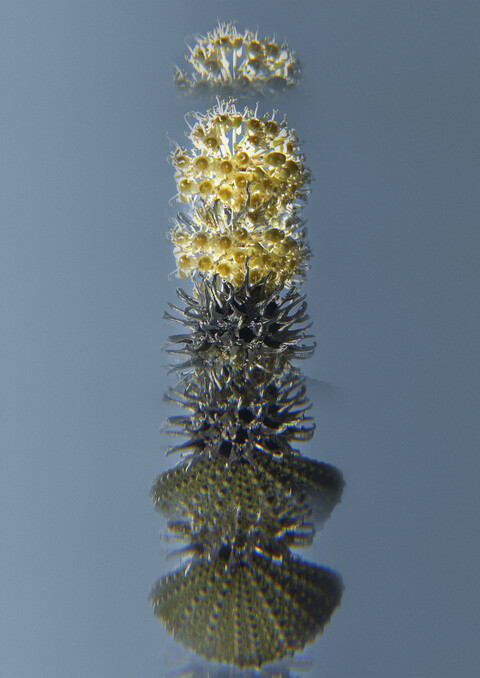 with ad: bureau kayser & floral designer: studio végété - © Maud Rémy-Lonvis