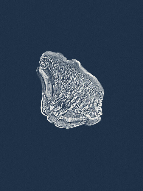 abysse - © Maud Rémy-Lonvis