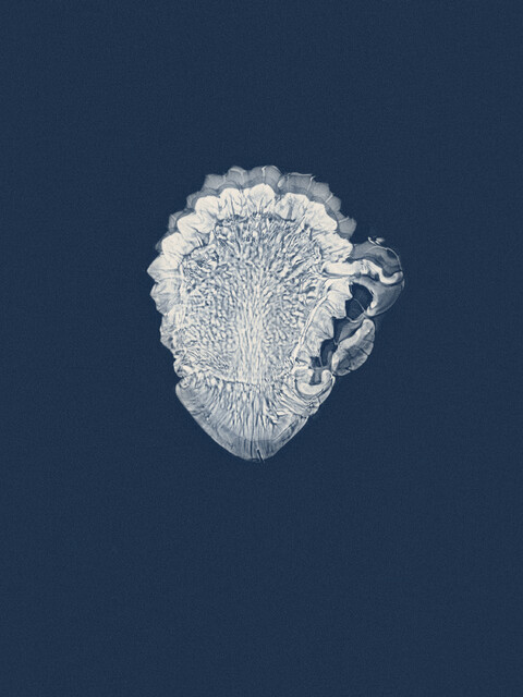 abysse - © Maud Rémy-Lonvis