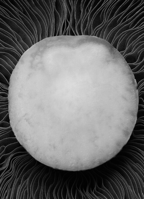 . - © Maud Rémy-Lonvis